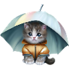 Kitten in a raincoat