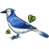 Blue Jay