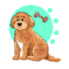 Cockapoo Dog