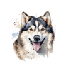 Alaskan Malamute