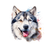 Malamute d’Alaska