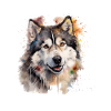 Alaskan Malamute