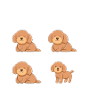 Hund Pudel