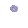 Pétale de fleur pourpre