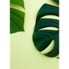 Monstera-Blätter