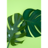 Monstera-Blätter