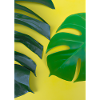Monstera-Blätter