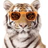 Titi the spectacled tiger