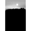 Forest Night Winter Solstice