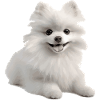 White Pomeranian Gift