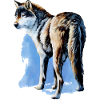 Wolf's Gaze