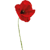 COQUELICOT