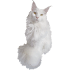 Maine coon white
