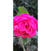 Une rose