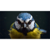 Blue in the rain