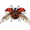 Big Ladybird - Giant Ladybug