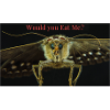 Insect