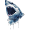 Requin dans l'Océan
