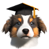 Bachelor Shepherd Dogin valmistumistutkimukset Koirat