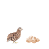 WACHTEL
