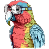 Pecco the spectacled parrot