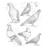 Pigeons espèce Pigeon