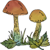 Fungi