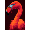 Flamingo With Sunglasses