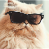 Persian cat Negan with sunglasses