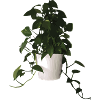 Plant O' Plenty