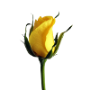 Sunshine Rose