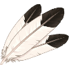 Eagle feather