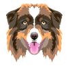 Red Australian Shepherd