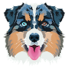 Australian Shepherd Blue Merle