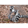 Kattas Lemur catta