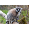 Kattas Lemur catta