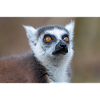 Kattas Lemur catta