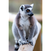 Kattas Lemur catta