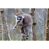 Kattas Lemur catta