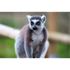 Kattas Lemur catta