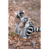 Ringsvansad lemur (på tyska Katta) Lemur catta