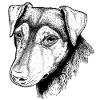 Jagdterrier Portrait