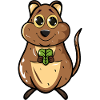 Quokka