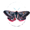 Gouache painting: moth