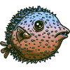 Pesce palla con spine velenose come un pesce nel mare