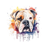Bouledogue américain