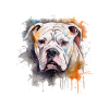 Bouledogue américain