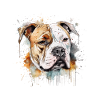 Bouledogue américain