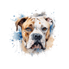 Bouledogue américain
