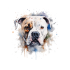 American Bulldog